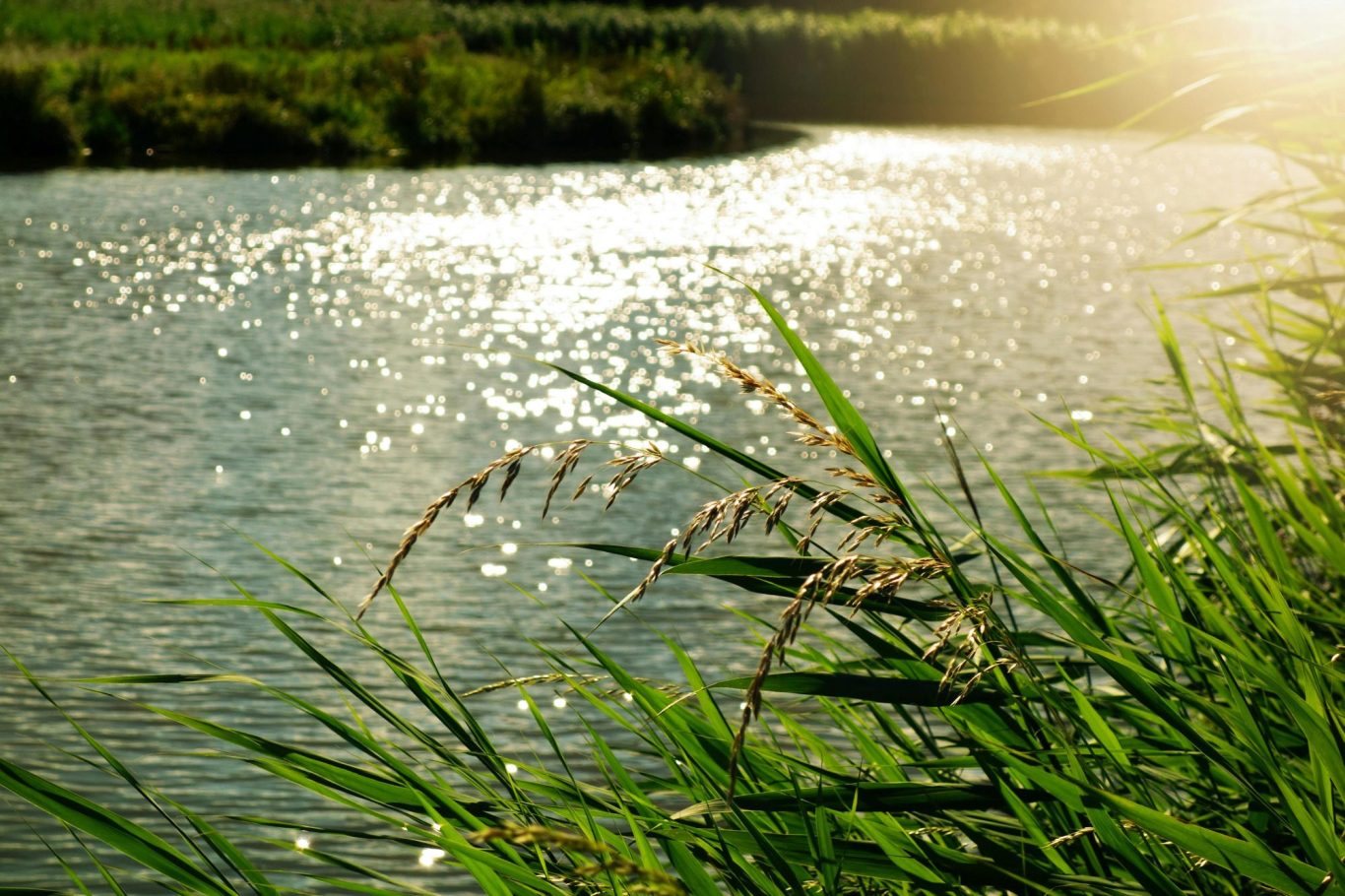 Forellensee in Dänemark – Put & Take Angeln im Sonnenlicht Idyllischer Put & Take Forellensee in Dänemark mit Schilf im Vordergrund und Spiegelung der Sonne im Wasser.