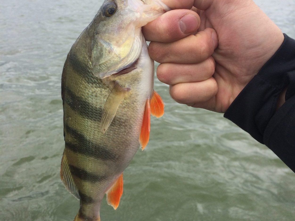 Kapitaler Barschfang in Nahaufnahme Angler hält kapitalen Barsch am Maul fest, Nahaufnahme des Fisches