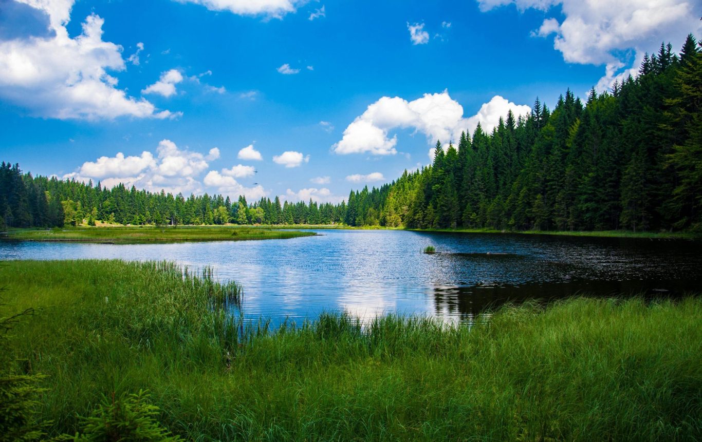 Forellenseen in Deutschland – Angeln am idyllischen Waldsee Idyllischer Forellensee in Deutschland inmitten eines Waldgebiets, ruhiges Wasser umgeben von Bäumen.