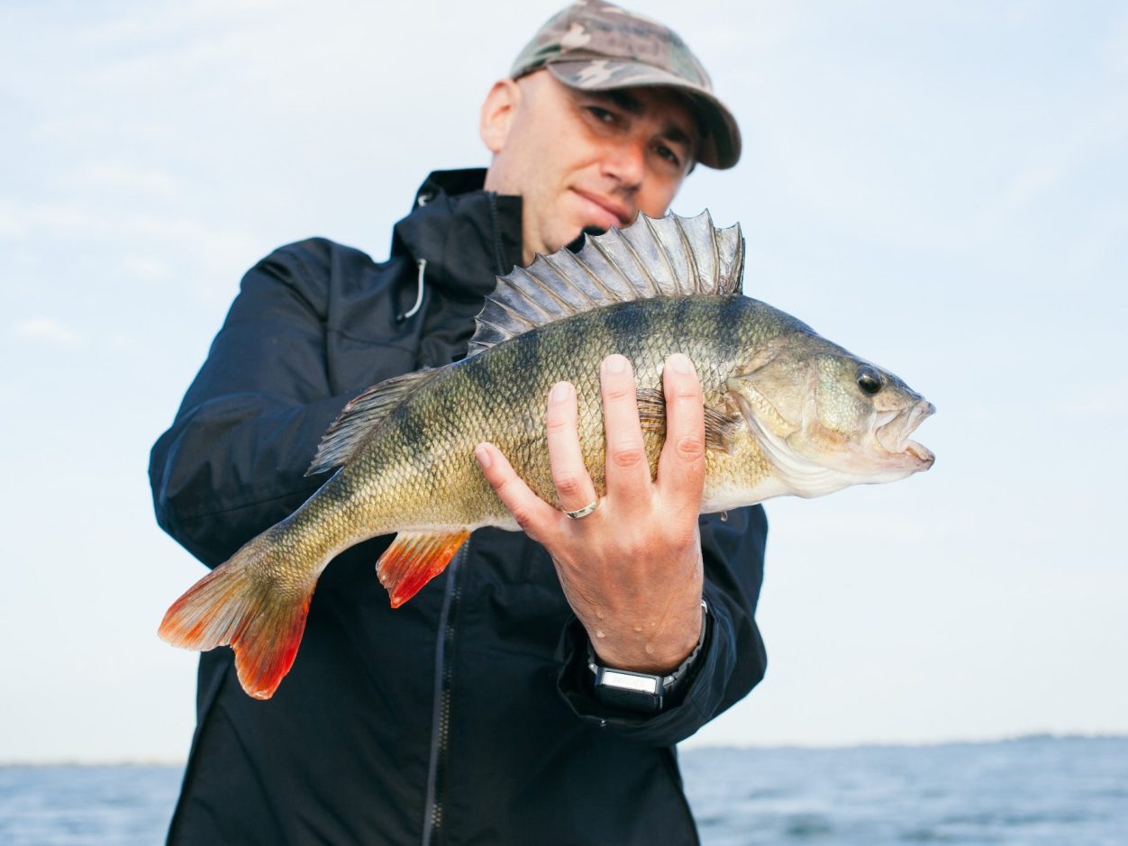 Großer Barsch mit aufgestellter Rückenflosse im Boot präsentiert Angler hält einen großen Barsch mit aufgerichteter Rückenflosse in einem Boot – eindrucksvoller Fang beim Barsch Angeln im Sommer