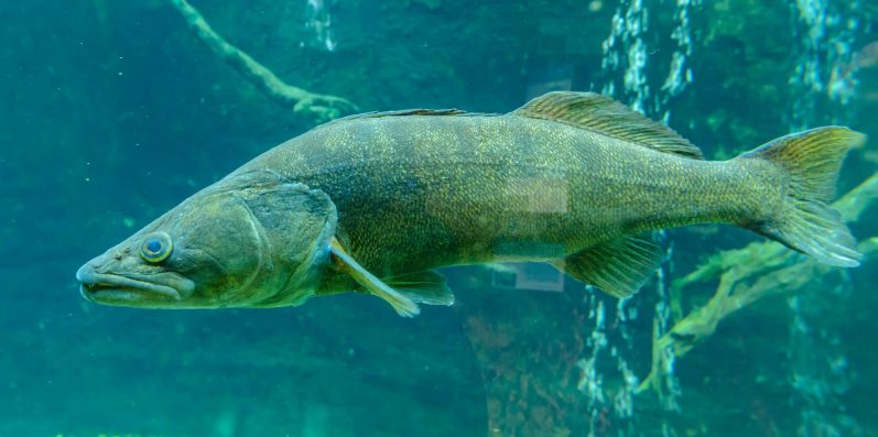 Kategoriebild Fischen auf Zander im Fangheld Angelblog: schwimmender Zander im Aquarium von der Seite