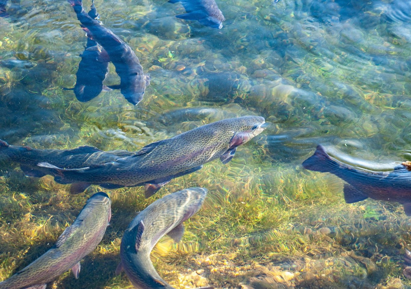 Mehrere Regenbogenforellen im flachen, klaren Wasser eines Forellensees in der Nähe