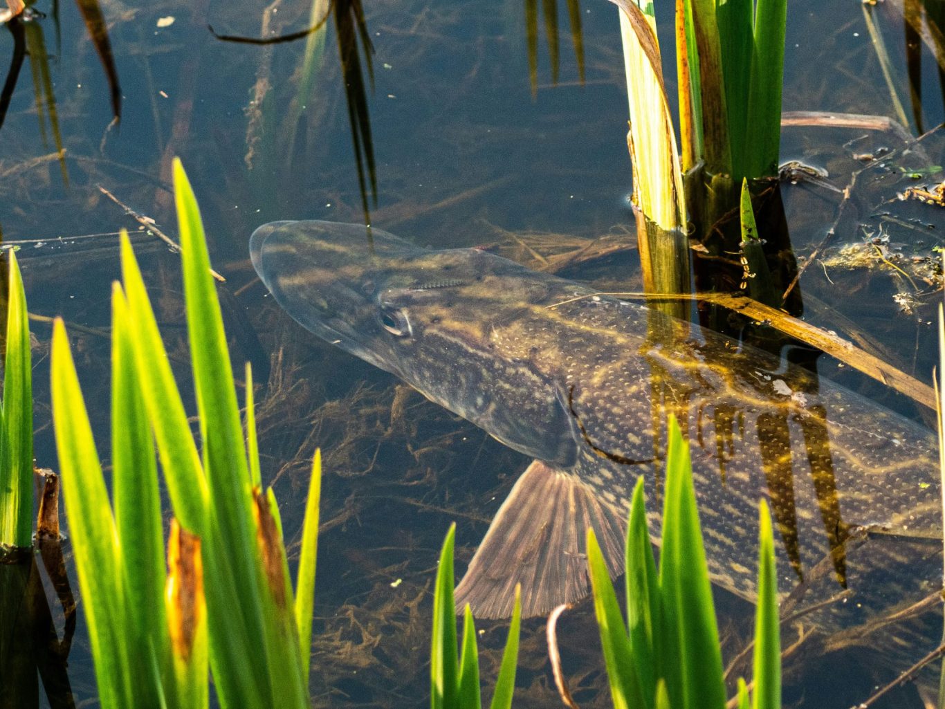 Hecht im Schilf an der Wasseroberfläche Hecht steht regungslos an der Wasseroberfläche zwischen dichtem Schilf