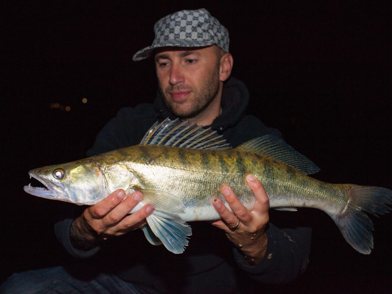 Angler präsentiert kapitalen Zander in der Nacht, beleuchtet von Stirnlampe