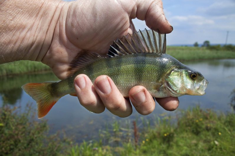 Kategoriebild Fischen auf Barsch im Fangheld Angelblog: Barsch in der Hand mit hochstehender Rückenflosse von der Seite