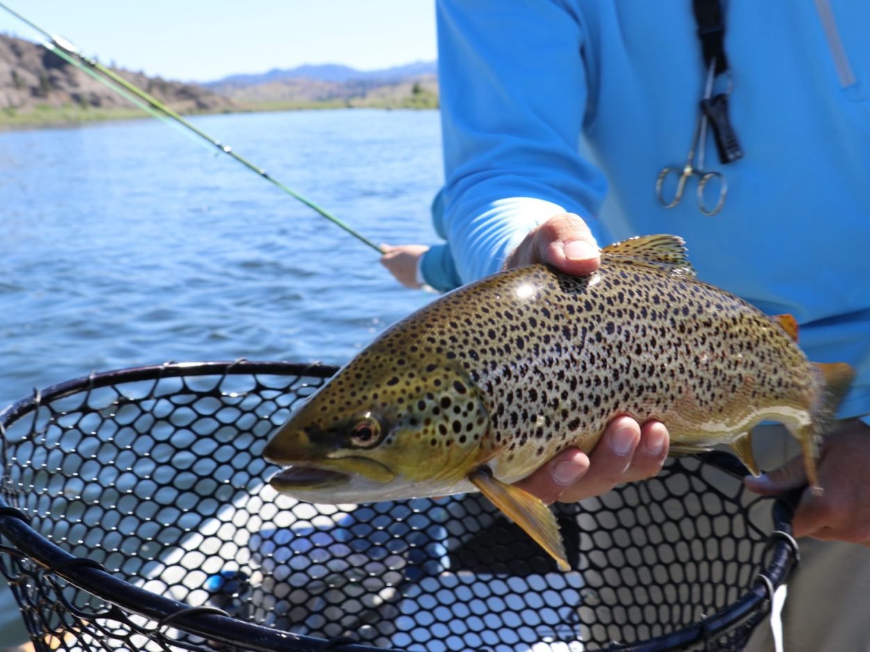 Angler präsentiert kapitale Forelle in einem Boot über einem Kescher, im Hintergrund See und Berge
