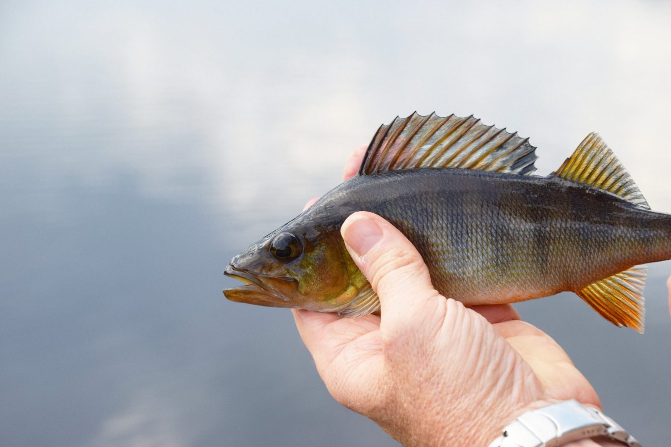Hauptbild Fischen auf Barsch im Fangheld Angelblog: Angler präsentiert einen Barsch in der Hand