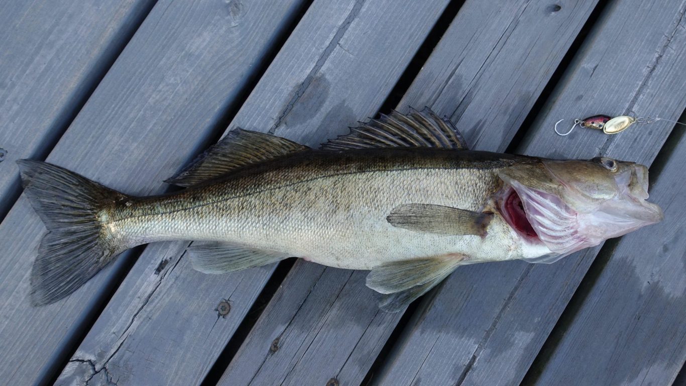 Hauptbild Fischen auf Zander im Fangheld Angelblog: gefangener Zander liegt auf einem Steg, daneben Spinner als Köder
