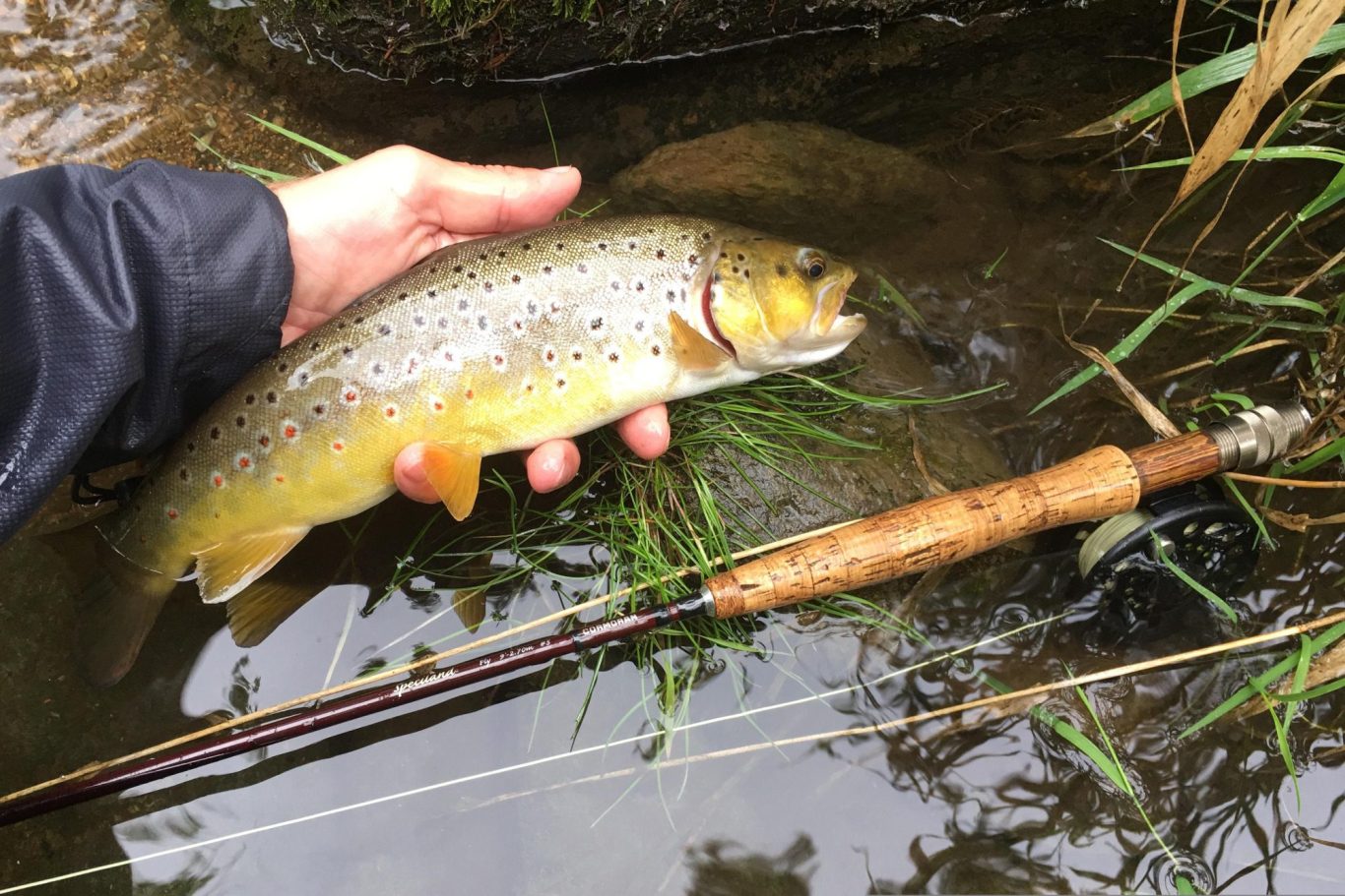 Forellen angeln im Fluss – Angler mit Bachforelle und Fliegenrute Angler hält eine schöne Bachforelle über dem Wasser, im Fluss liegt eine Fliegenrute – Forellen angeln im Fluss Praxis-Guide.