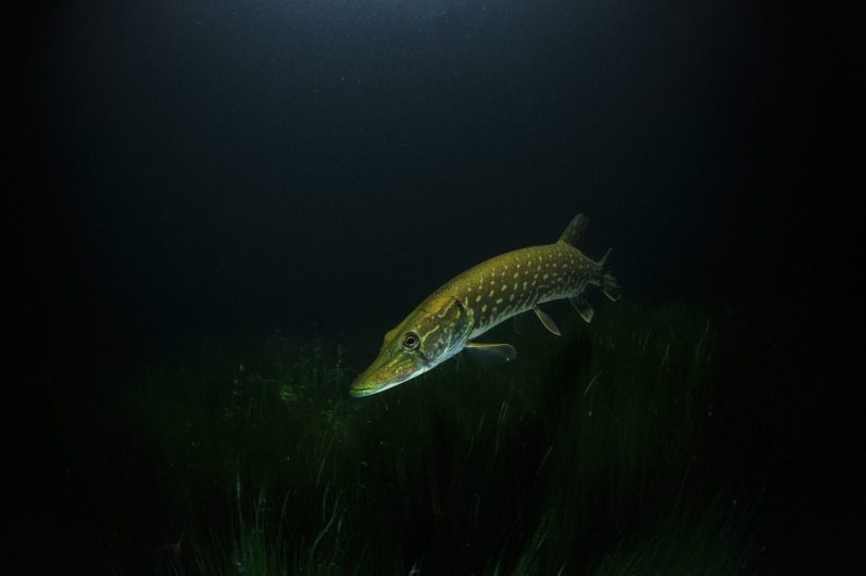 Kategoriebild Angeln auf Hecht im Fangheld Angelblog: Unterwasseraufnahme eines Hechtes schräg von der Seite